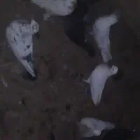 کبوتر پرشی|پرنده|ابریشم, |دیوار