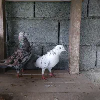 کبوتر کفتر