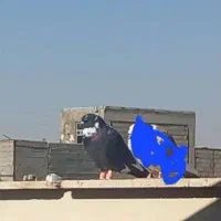 کفتر گم شده