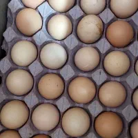 فروش  تخم مرغ  طبیعی