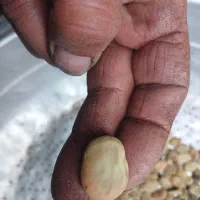 باقیه|حیوانات مزرعه|بروجرد, |دیوار