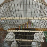 قفس بزرگ و زیبا|لوازم جانبی حیوانات|باقرشهر, |دیوار