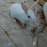 فروش خرگوش در ملاثانی