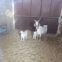 گوسفند فروشی|حیوانات مزرعه|گناباد, |دیوار