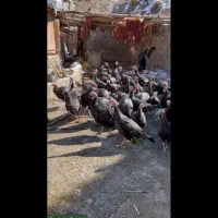 فروش بوقلمون محلی