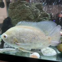 فروش ماهی اسکار زیر قیمت