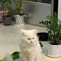 گربه پرشین نر