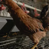 معاوضه کتونی کارکرد با مرغ