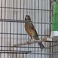 قناری نر فروش|پرنده|الوند, |دیوار