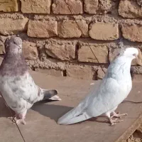 سرور تهرونی|پرنده|میبد, |دیوار