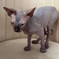 گربه اسفینکس|گربه|تهران, شهرک غرب|دیوار