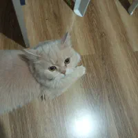 گربه سفید پرشین گم شده اطراف آستانه اشرفیه