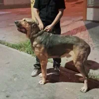 واگذاری پژدر