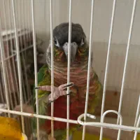 طوطی گرینچیک