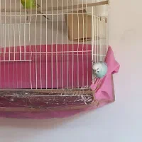 یک جفت مرغ عشق|پرنده|بجنورد, |دیوار