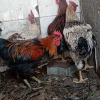 سلام پنچ تا خوروس روبه‌‌رشت‌باحال‌دانه‌هشتصدتومان