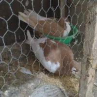 یک جفت ساده|پرنده|گنبد کاووس, |دیوار