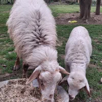 گوسفندبا بره