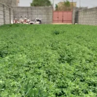 بذر یونجه رنجر اصل،تخم یونجه|گل و گیاه طبیعی|اصفهان, ارغوانیه|دیوار