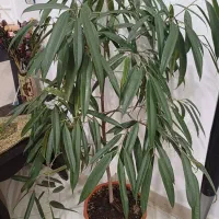 گل آمستر و برگ انجیری