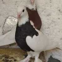 طوقی جفت