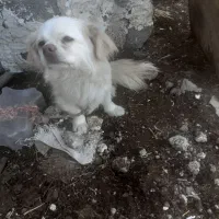 پاکوتاه رام رام  نژاد کاوالیر کینگزچارلز