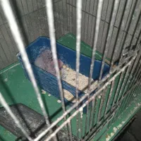 مرغ عشق بالغ|پرنده|شیراز, کوشک میدان|دیوار