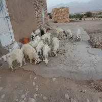 فروش فوری ۲۰ راس کهره گوشتی|حیوانات مزرعه|فارغان, |دیوار
