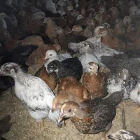 جوجه مرغ و خروس محلی یک ماهه نژاد گلپایگان|حیوانات مزرعه|ساری, |دیوار