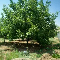 باغ گردو|فروش زمین و ملک کلنگی|شازند, |دیوار