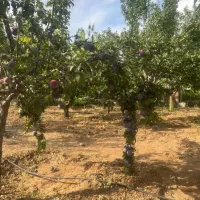 باغ بهترین و مطمئن ترین سرمایه‌|فروش زمین و ملک کلنگی|زاینده رود, |دیوار