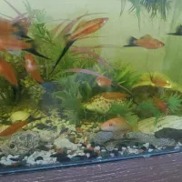 تعدادی ماهی دم شمشیری سواردتل و کت فیش با اکواریوم|ماهی|تهران, مهران|دیوار
