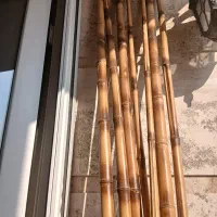 نی بامبو|گل و گیاه طبیعی|رودهن, |دیوار