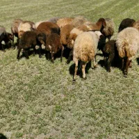 گوسفند و بره