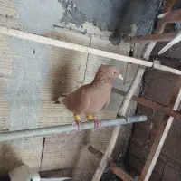 قارا|پرنده|محمدیه-قزوین, |دیوار