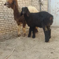 میش بره بختیاری