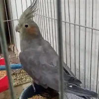 عروس هلندی ماده