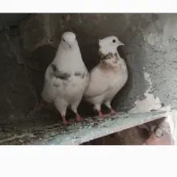 کبوتر شهرستان مفت مفت