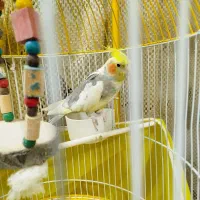 عروس هلندی سخنگو