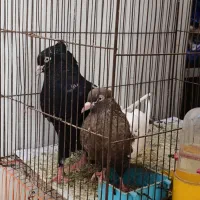 توضیحاتو بخون