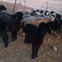 بره پرواری و میش آبستن