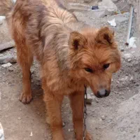 سگ ژرمن مو بلند . معاوضه