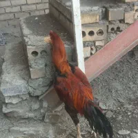 خورس لاری خوشگل