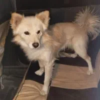 سگنژادشیتزوکراس،ونژاداشپیزپامر|سگ|شیراز, داریون|دیوار