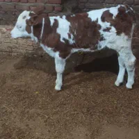 گوساله سیمیتال درجه یک ماده|حیوانات مزرعه|سراجو, |دیوار