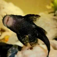 آکواریم|ماهی|اندیشه, اندیشه فاز ۱|دیوار