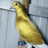 گمشده کارت خودرووعابربانک مسکن