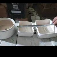 سبزه سمنو|گل و گیاه طبیعی|تهران, اسفندیاری|دیوار