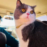 گربه بریتیش