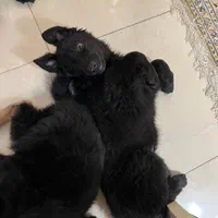 توله ژرمن بلک و ۲ رنگ ۳ ماهه|سگ|تهران, تهرانپارس غربی|دیوار